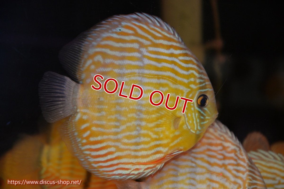 画像2: 【ワイルドディスカス】【通販】【10年ぶり？の入荷】カヌマ スーパーロイヤル（オレンジ目）【個体販売】16-17cm（生体）カヌマ産 (2)