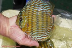 画像3: 【ウィンターセール対象個体】【ワイルドディスカス】【通販】【10年ぶり？の入荷】カヌマ スーパーロイヤル【個体販売】16-17cm（生体）カヌマ産 (3)