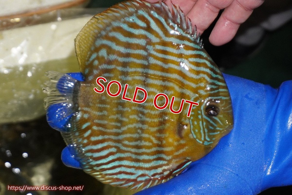 画像4: 【ワイルドディスカス】【通販】【10年ぶり？の入荷】カヌマ スーパーロイヤル（オレンジ目）【個体販売】16-17cm（生体）カヌマ産 (4)