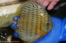 画像4: 【ウィンターセール対象個体】【ワイルドディスカス】【通販】【10年ぶり？の入荷】カヌマ スーパーロイヤル【個体販売】16-17cm（生体）カヌマ産 (4)