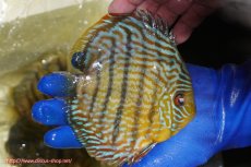 画像3: 【ウィンターセール対象個体】【ワイルドディスカス】【通販】【10年ぶり？の入荷】カヌマ スーパーロイヤル【個体販売】16-17cm（生体）カヌマ産 (3)