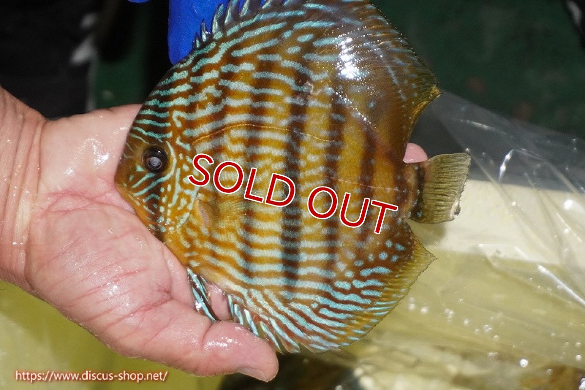 画像2: 【ウィンターセール対象個体】【ワイルドディスカス】【通販】【10年ぶり？の入荷】カヌマ スーパーロイヤル【個体販売】16-17cm（生体）カヌマ産 (2)