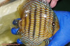 画像3: 【ウィンターセール対象個体】【ワイルドディスカス】【通販】【10年ぶり？の入荷】カヌマ スーパーロイヤル【個体販売】16-17cm（生体）カヌマ産 (3)