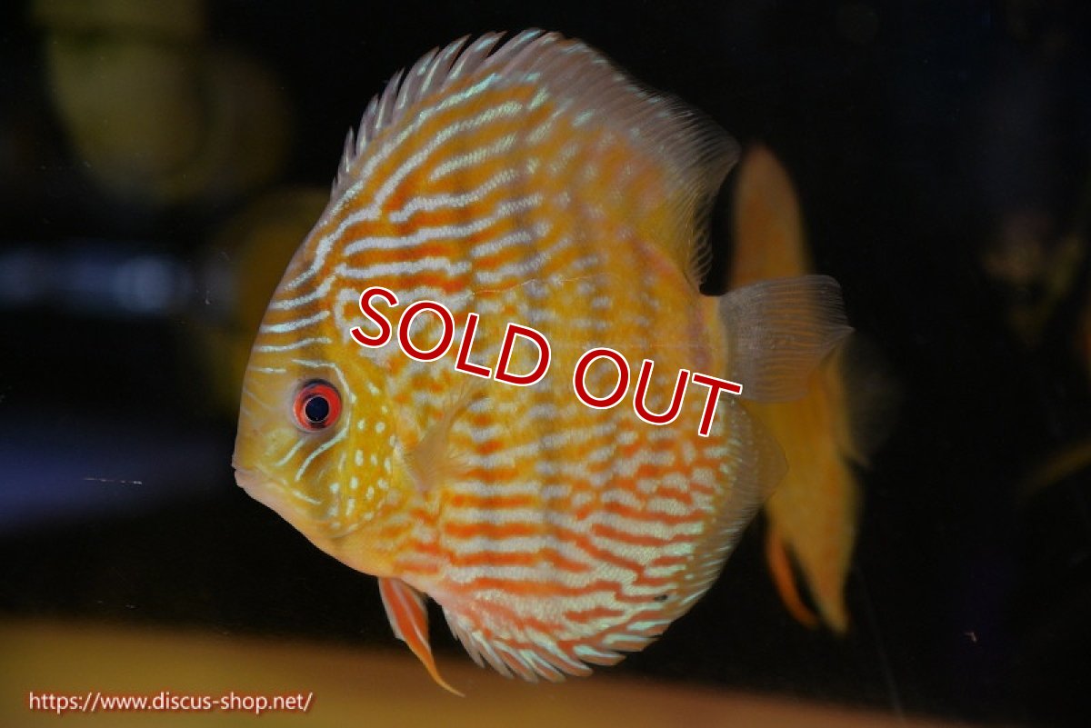 画像1: 【ウィンターセール対象個体】【ワイルドディスカス】【通販】【10年ぶり？の入荷】カヌマ スーパーロイヤル(難あり左ツノ無し)【個体販売】15-16cm（生体）カヌマ産 (1)