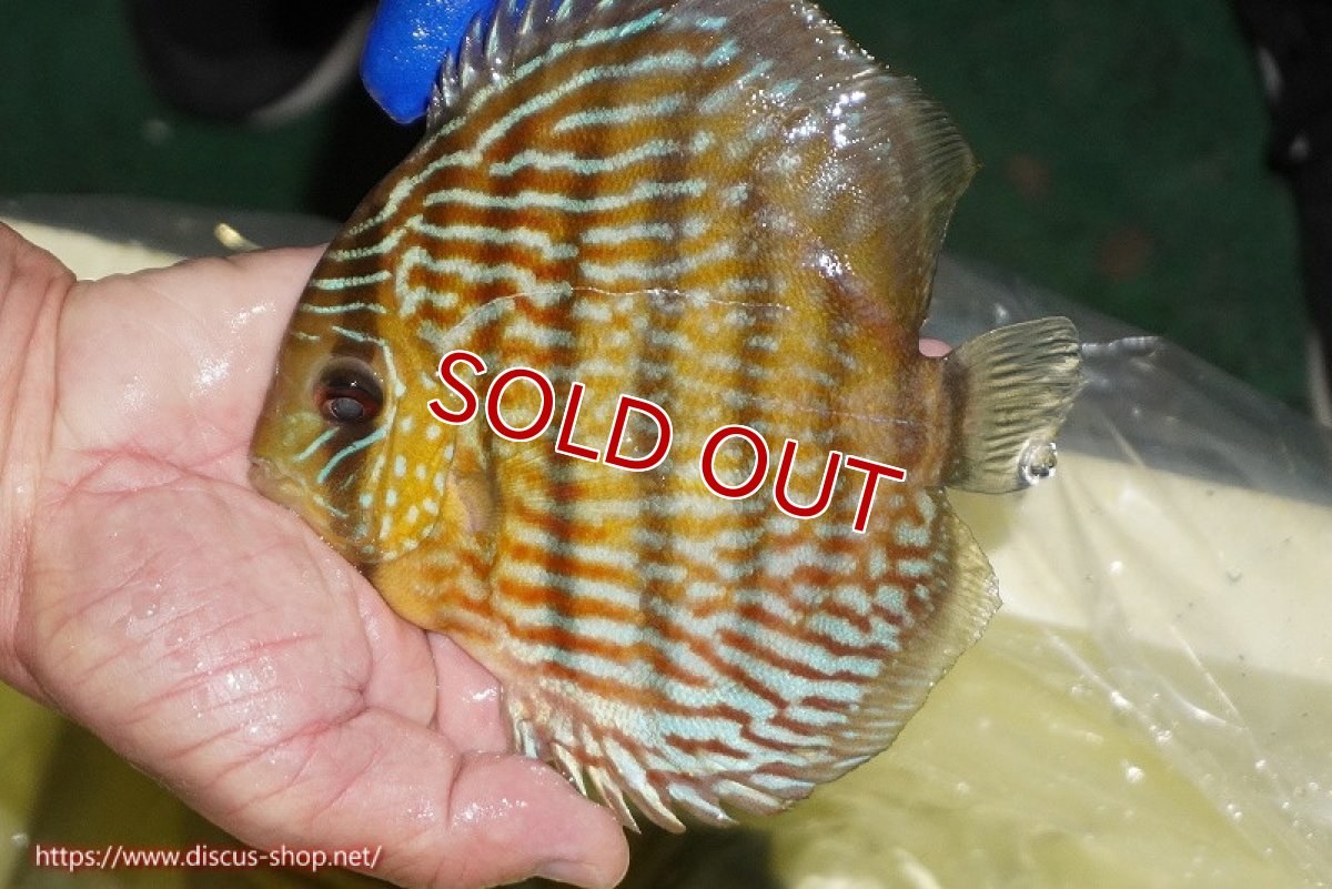 画像2: 【ウィンターセール対象個体】【ワイルドディスカス】【通販】【10年ぶり？の入荷】カヌマ スーパーロイヤル(難あり左ツノ無し)【個体販売】15-16cm（生体）カヌマ産 (2)