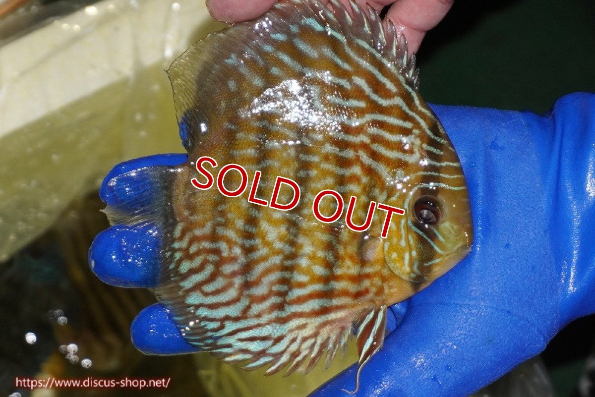 画像3: 【ウィンターセール対象個体】【ワイルドディスカス】【通販】【10年ぶり？の入荷】カヌマ スーパーロイヤル(難あり左ツノ無し)【個体販売】15-16cm（生体）カヌマ産 (3)
