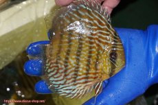 画像3: 【ウィンターセール対象個体】【ワイルドディスカス】【通販】【10年ぶり？の入荷】カヌマ スーパーロイヤル(難あり左ツノ無し)【個体販売】15-16cm（生体）カヌマ産 (3)