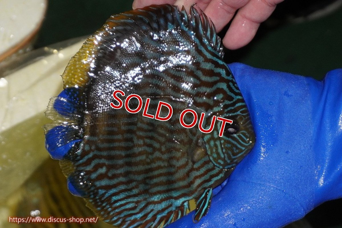 画像3: 【ワイルドディスカス】【通販】【10年ぶり？の入荷】カヌマ スーパーロイヤル【個体販売】14-15cm（生体）カヌマ産 (3)