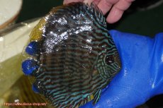 画像3: 【ワイルドディスカス】【通販】【10年ぶり？の入荷】カヌマ スーパーロイヤル【個体販売】14-15cm（生体）カヌマ産 (3)