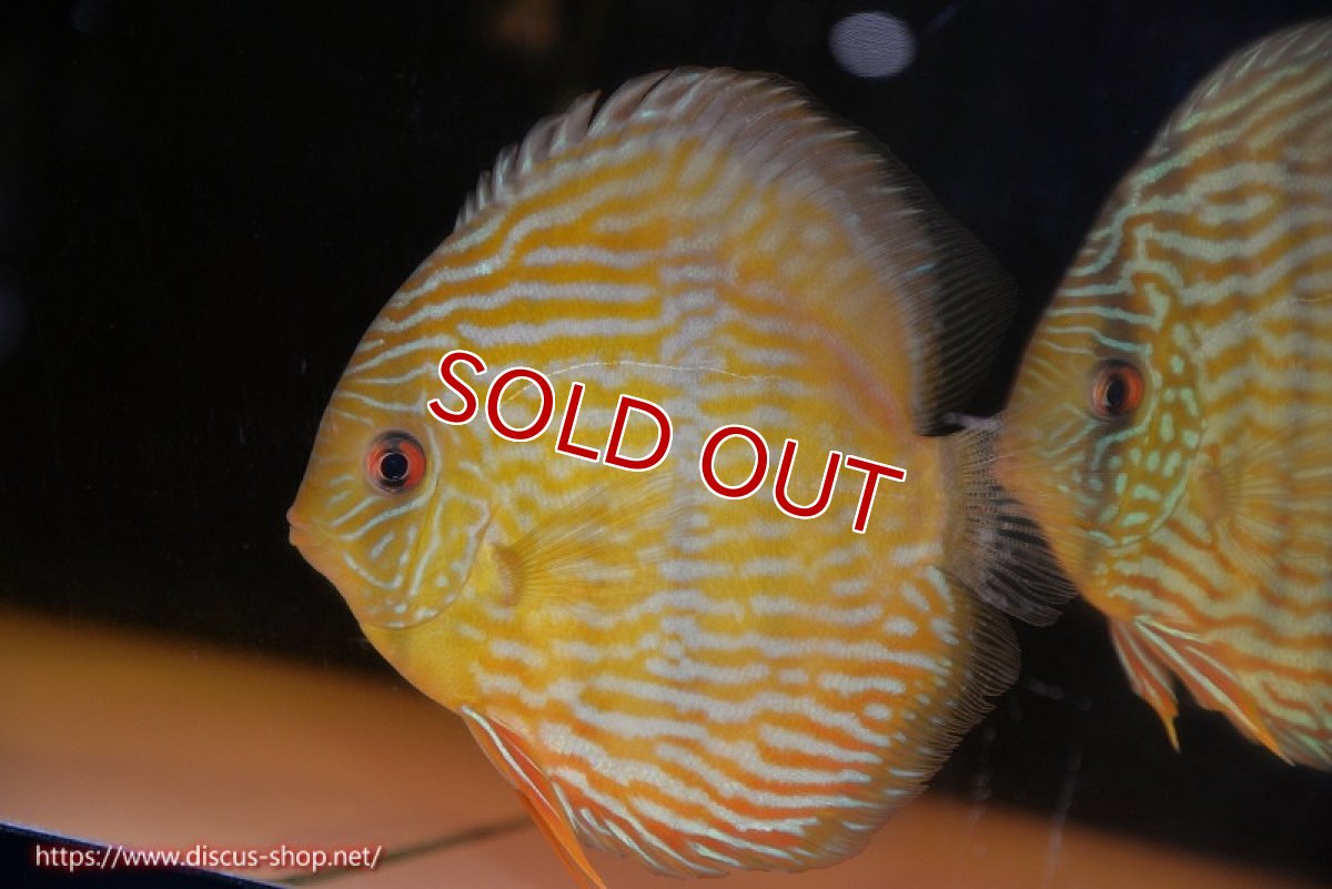 画像1: 【30周年記念セール対象個体】【ワイルドディスカス】【通販】【10年ぶり？の入荷】カヌマ スーパーロイヤル【個体販売】15-16cm（生体）カヌマ産 (1)