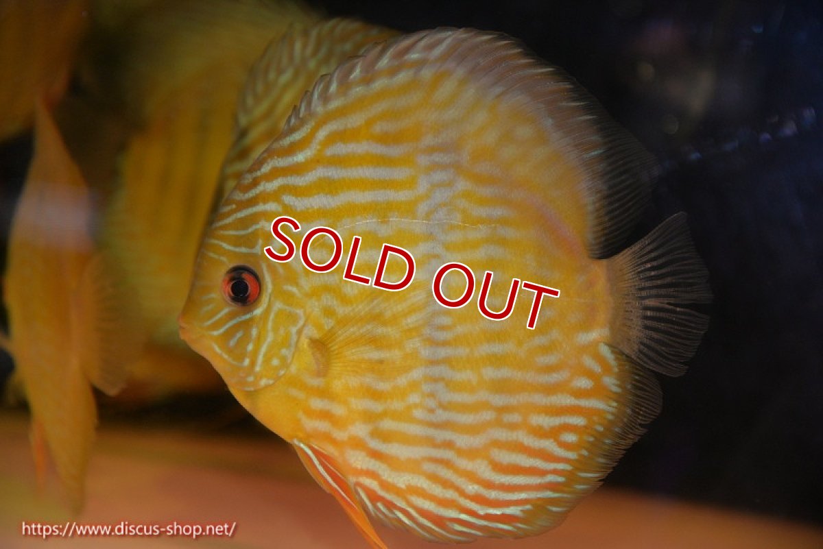 画像2: 【30周年記念セール対象個体】【ワイルドディスカス】【通販】【10年ぶり？の入荷】カヌマ スーパーロイヤル【個体販売】15-16cm（生体）カヌマ産 (2)