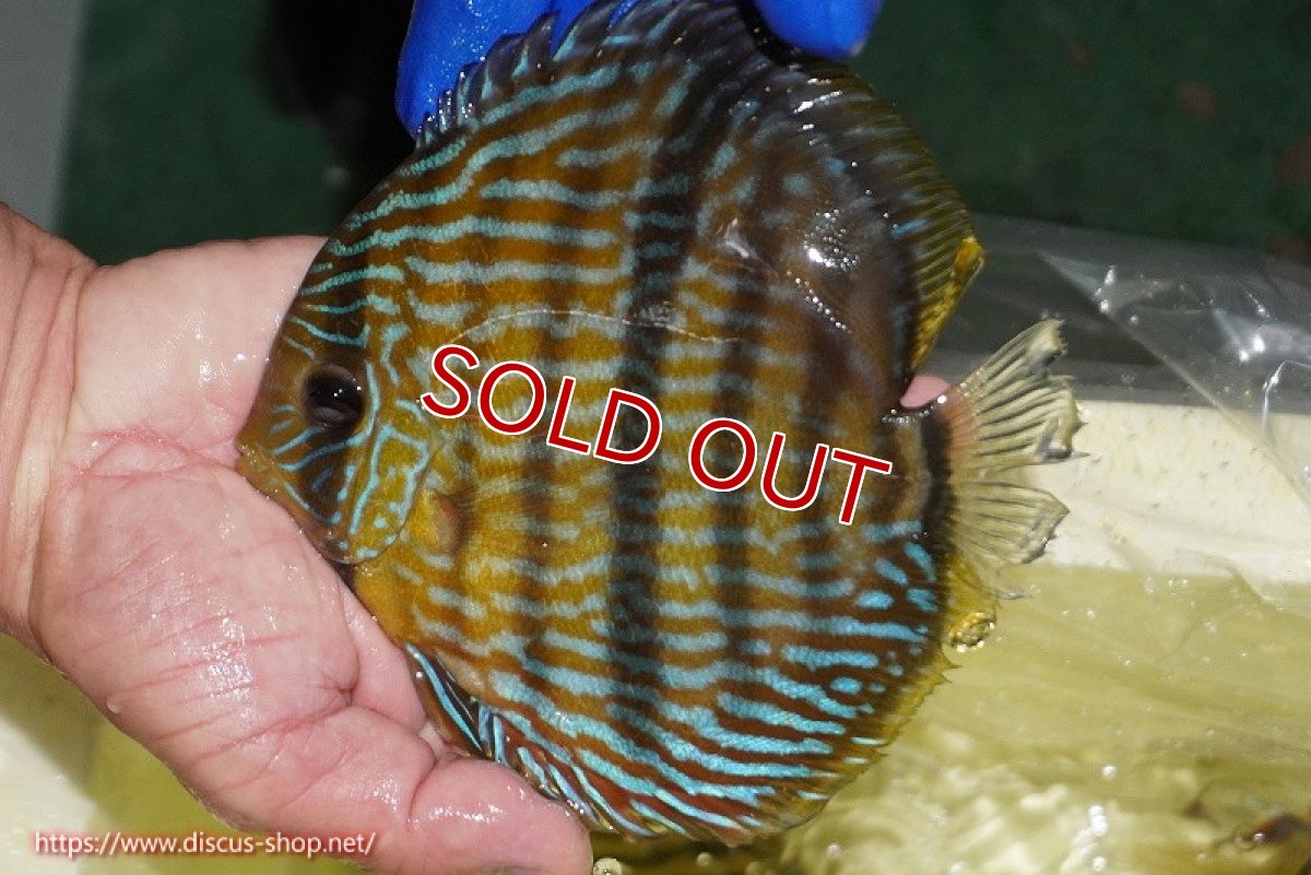 画像3: 【30周年記念セール対象個体】【ワイルドディスカス】【通販】【10年ぶり？の入荷】カヌマ スーパーロイヤル【個体販売】15-16cm（生体）カヌマ産 (3)