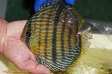 画像3: 【ウィンターセール対象個体】【ワイルドディスカス】【通販】【10年ぶり？の入荷】カヌマ スーパーロイヤル【個体販売】15-16cm（生体）カヌマ産 (3)