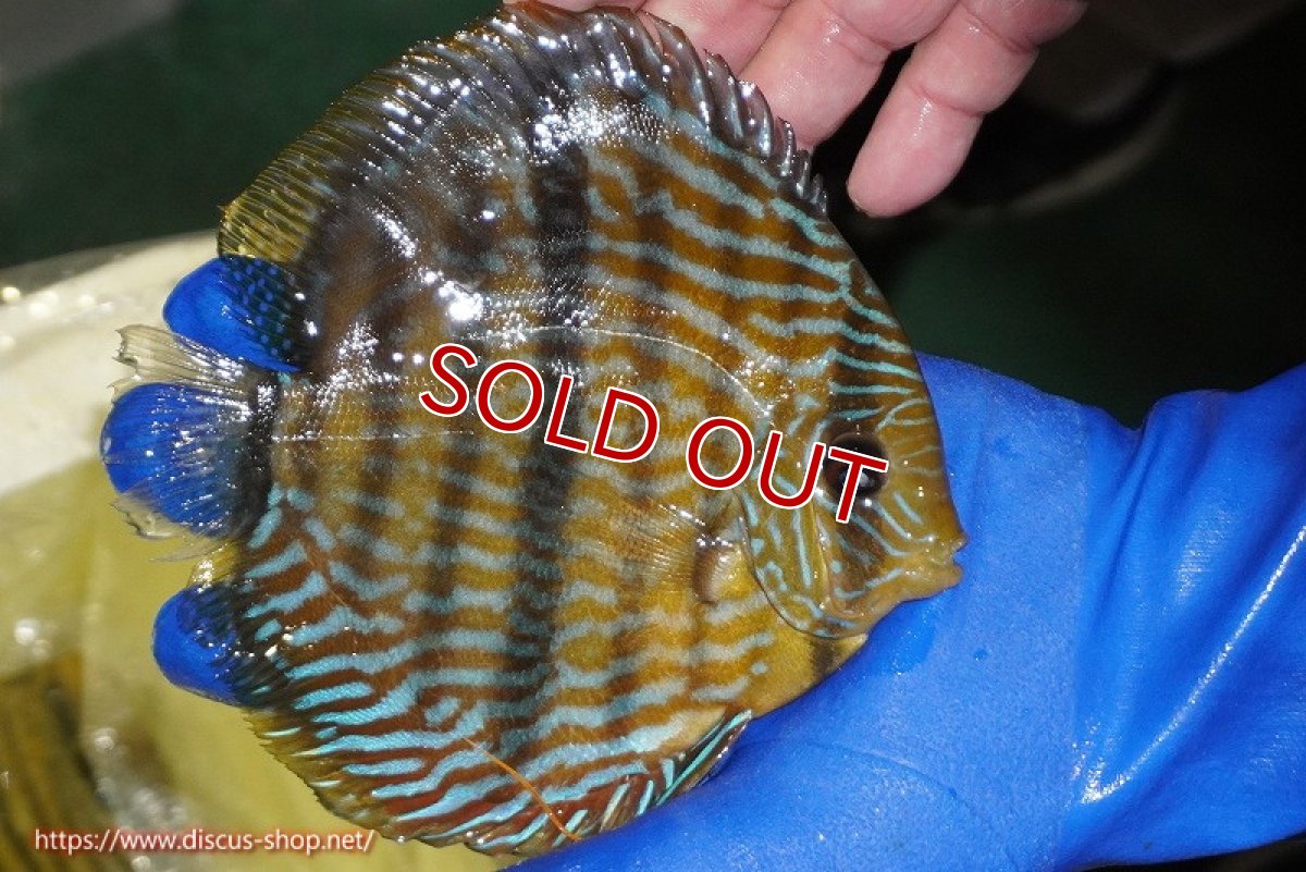 画像4: 【30周年記念セール対象個体】【ワイルドディスカス】【通販】【10年ぶり？の入荷】カヌマ スーパーロイヤル【個体販売】15-16cm（生体）カヌマ産 (4)