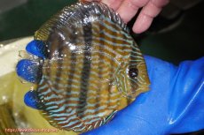 画像4: 【ウィンターセール対象個体】【ワイルドディスカス】【通販】【10年ぶり？の入荷】カヌマ スーパーロイヤル【個体販売】15-16cm（生体）カヌマ産 (4)