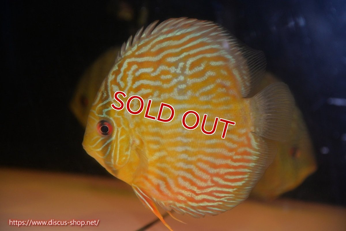 画像1: 【除夜の鐘10800円】【ワイルドディスカス】【通販】【10年ぶり？の入荷】カヌマ スーパーロイヤル【個体販売】15-16cm（生体）カヌマ産 (1)