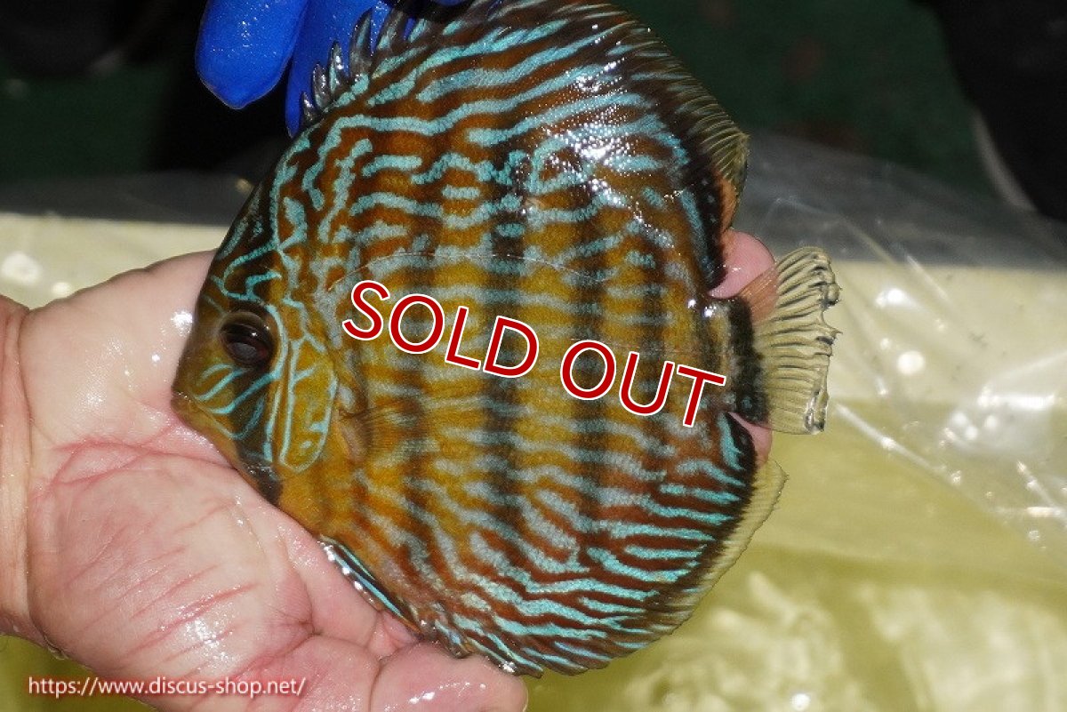 画像3: 【除夜の鐘10800円】【ワイルドディスカス】【通販】【10年ぶり？の入荷】カヌマ スーパーロイヤル【個体販売】15-16cm（生体）カヌマ産 (3)