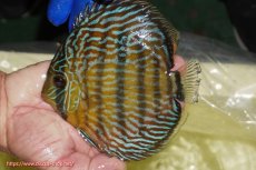 画像3: 【ウィンターセール対象個体】【ワイルドディスカス】【通販】【10年ぶり？の入荷】カヌマ スーパーロイヤル【個体販売】15-16cm（生体）カヌマ産 (3)