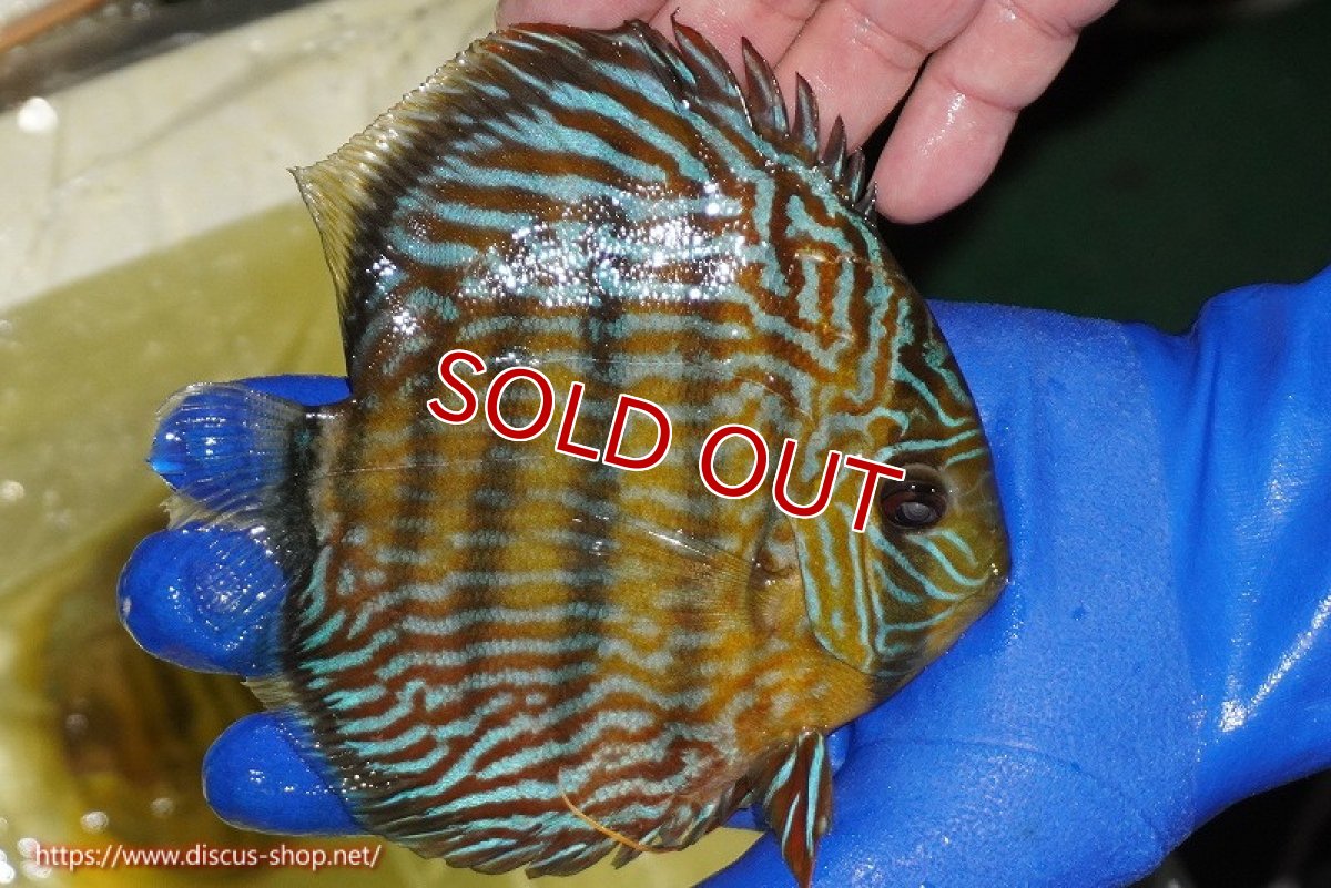 画像4: 【除夜の鐘10800円】【ワイルドディスカス】【通販】【10年ぶり？の入荷】カヌマ スーパーロイヤル【個体販売】15-16cm（生体）カヌマ産 (4)