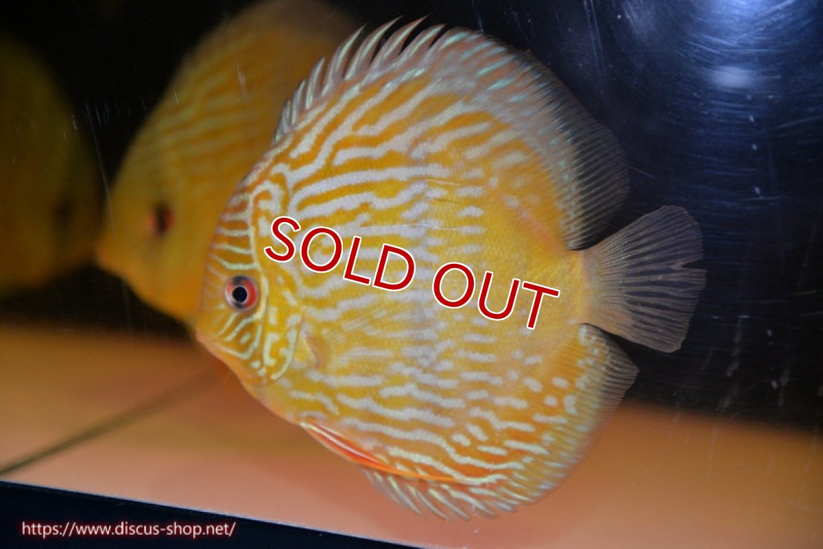 画像1: 【30周年記念セール対象個体】【ワイルドディスカス】【通販】【10年ぶり？の入荷】カヌマ スーパーロイヤル【個体販売】14-15cm（生体）カヌマ産 (1)