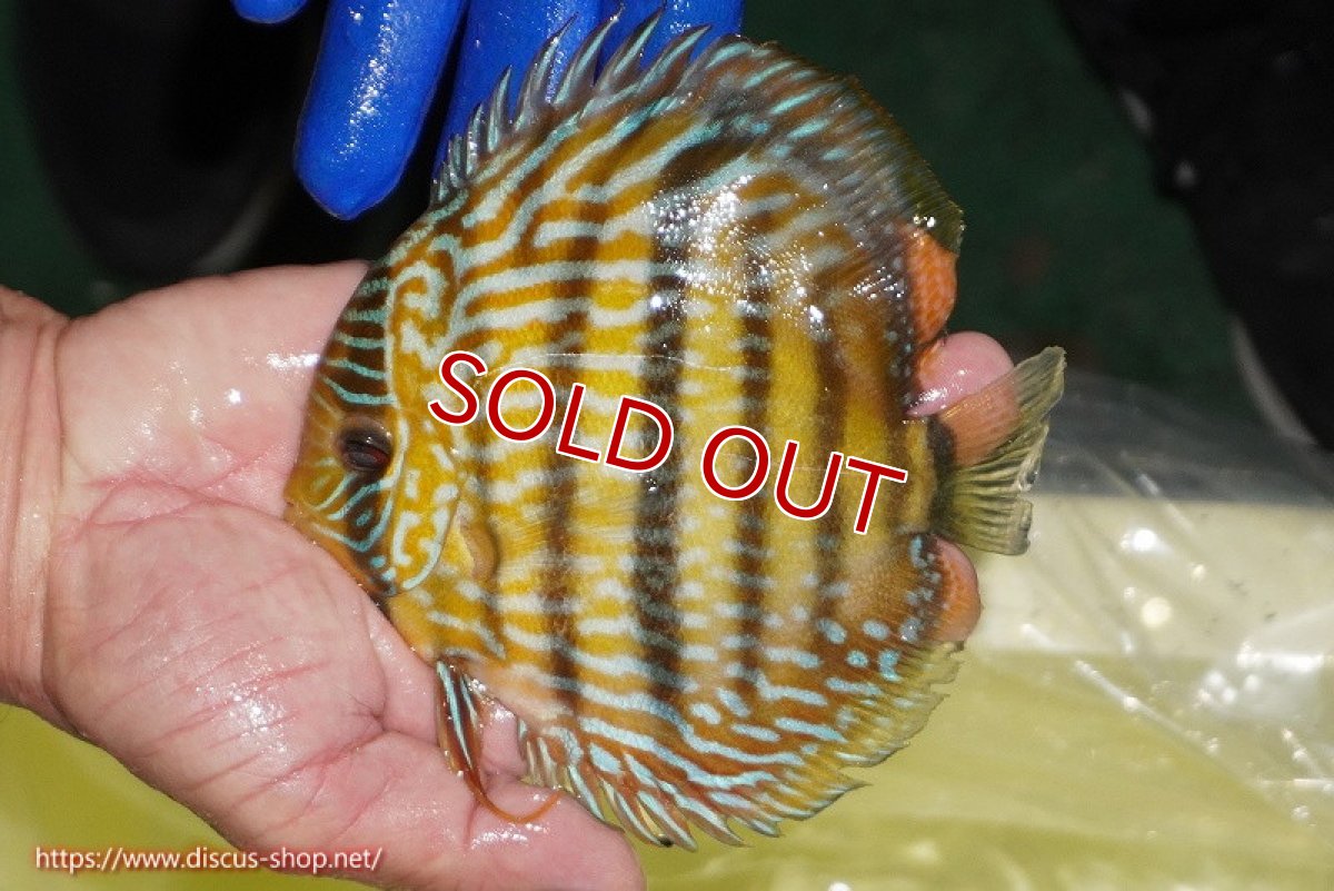 画像2: 【30周年記念セール対象個体】【ワイルドディスカス】【通販】【10年ぶり？の入荷】カヌマ スーパーロイヤル【個体販売】14-15cm（生体）カヌマ産 (2)