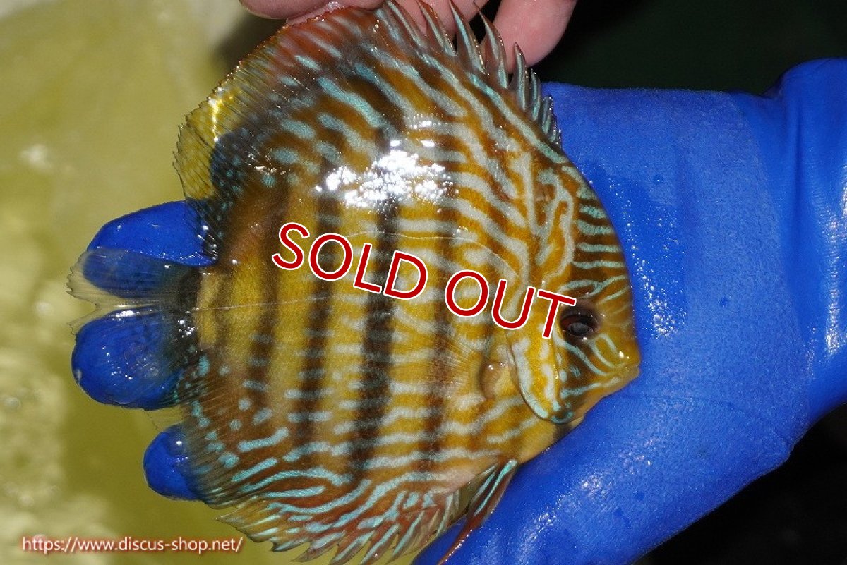 画像3: 【30周年記念セール対象個体】【ワイルドディスカス】【通販】【10年ぶり？の入荷】カヌマ スーパーロイヤル【個体販売】14-15cm（生体）カヌマ産 (3)