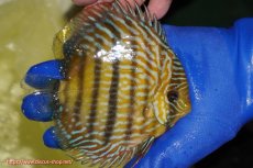 画像3: 【ウィンターセール対象個体】【ワイルドディスカス】【通販】【10年ぶり？の入荷】カヌマ スーパーロイヤル【個体販売】14-15cm（生体）カヌマ産 (3)