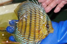 画像3: 【ウィンターセール対象個体】【ワイルドディスカス】【通販】【10年ぶり？の入荷】カヌマ スーパーロイヤル【個体販売】16-17cm（生体）カヌマ産 (3)