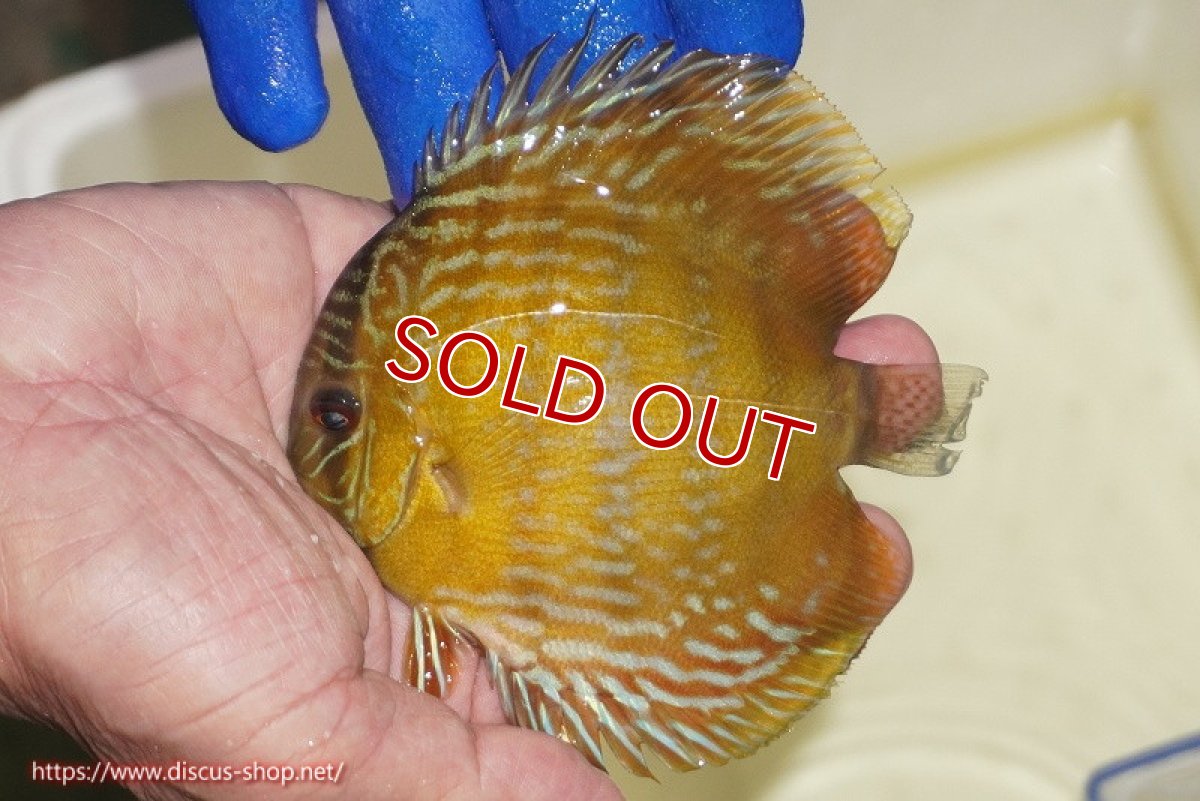 画像1: 【ワイルドディスカス】【通販】【10年ぶり？の入荷】カヌマ スーパーロイヤル ヤングスター【個体販売】9-11cm（生体）カヌマ産 (1)