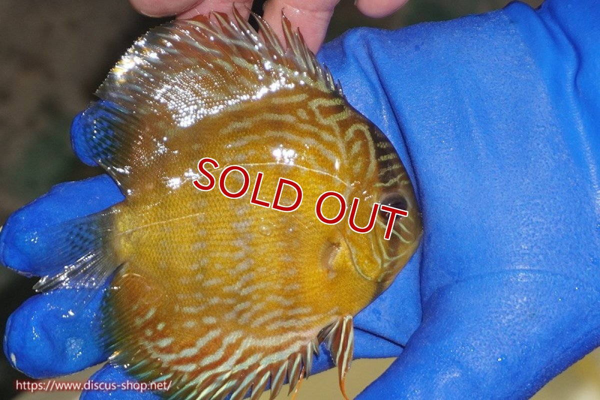 画像2: 【ワイルドディスカス】【通販】【10年ぶり？の入荷】カヌマ スーパーロイヤル ヤングスター【個体販売】9-11cm（生体）カヌマ産 (2)