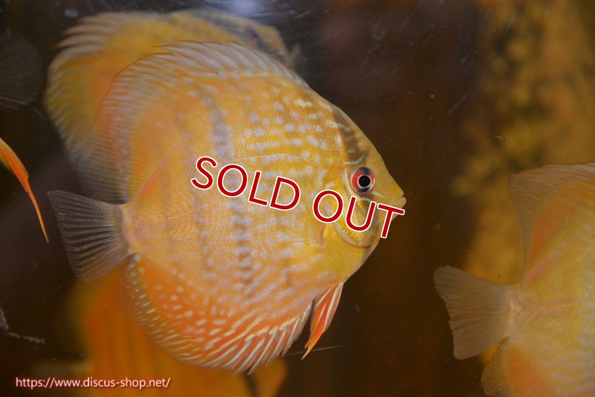画像1: 【ワイルドディスカス】【通販】【10年ぶり？の入荷】カヌマ スーパーロイヤル ヤングスター【個体販売】9-11cm（生体）カヌマ産 (1)
