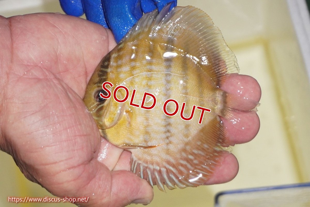 画像2: 【ワイルドディスカス】【通販】【10年ぶり？の入荷】カヌマ スーパーロイヤル ヤングスター【個体販売】9-11cm（生体）カヌマ産 (2)