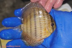 画像3: 【ワイルドディスカス】【通販】【10年ぶり？の入荷】カヌマ スーパーロイヤル ヤングスター【個体販売】9-11cm（生体）カヌマ産 (3)