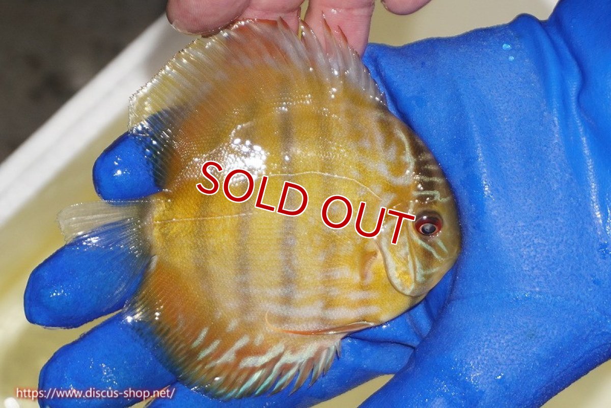 画像3: 【ワイルドディスカス】【通販】【10年ぶり？の入荷】カヌマ スーパーロイヤル ヤングスター【個体販売】9-11cm（生体）カヌマ産 (3)