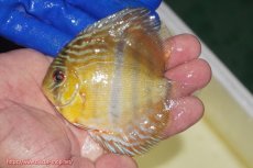 画像1: 【ワイルドディスカス】【通販】【10年ぶり?の入荷】カヌマ スーパーロイヤル ヤングスター【個体販売】9-11cm(生体)カヌマ産 (1)