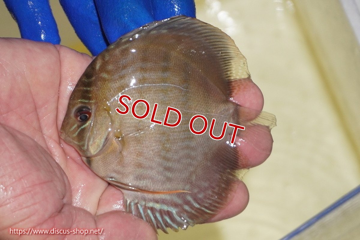 画像1: 【ワイルドディスカス】【通販】【10年ぶり？の入荷】カヌマ スーパーロイヤル ヤングスター【個体販売】9-11cm（生体）カヌマ産 (1)