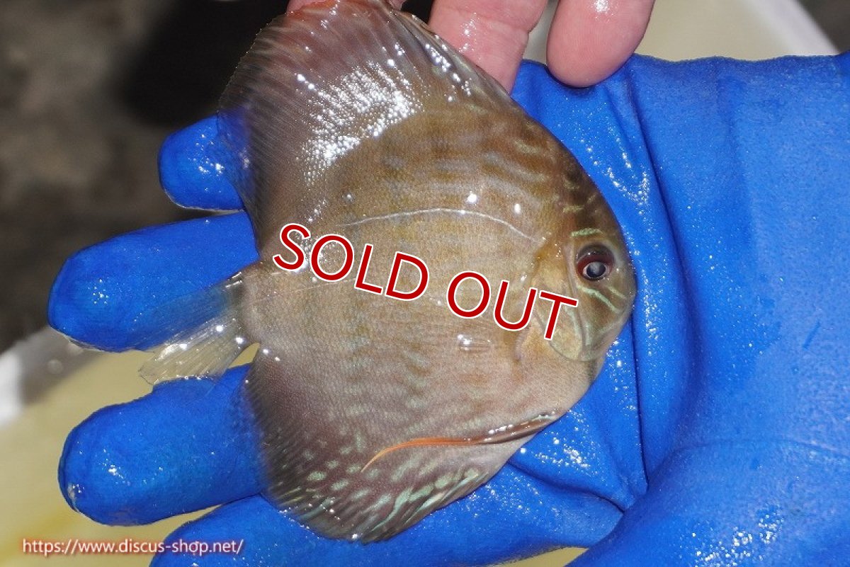 画像2: 【ワイルドディスカス】【通販】【10年ぶり？の入荷】カヌマ スーパーロイヤル ヤングスター【個体販売】9-11cm（生体）カヌマ産 (2)
