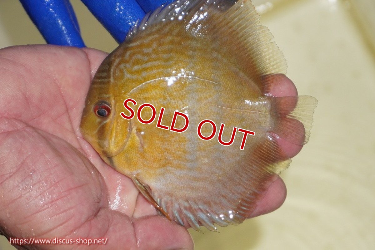 画像1: 【ワイルドディスカス】【通販】【10年ぶり？の入荷】カヌマ スーパーロイヤル ヤングスター【個体販売】9-11cm（生体）カヌマ産 (1)