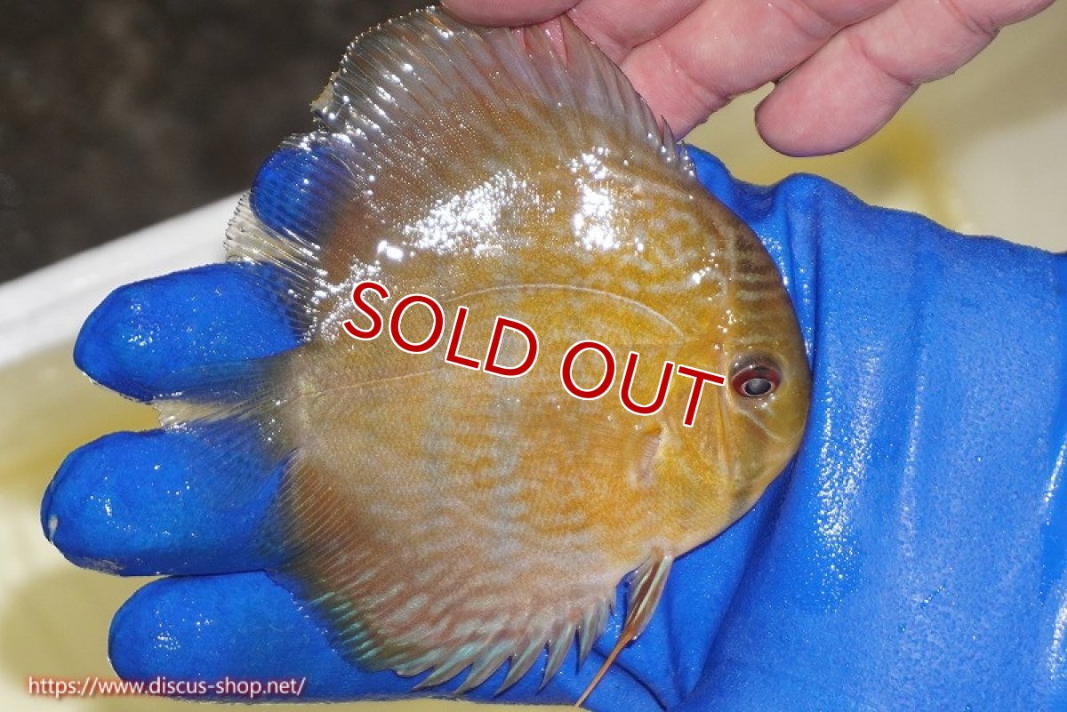 画像2: 【ワイルドディスカス】【通販】【10年ぶり？の入荷】カヌマ スーパーロイヤル ヤングスター【個体販売】9-11cm（生体）カヌマ産 (2)