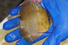 画像3: 【ワイルドディスカス】【通販】【10年ぶり？の入荷】カヌマ スーパーロイヤル ヤングスター【個体販売】9-11cm（生体）カヌマ産 (3)