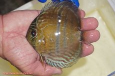画像1: 【ワイルドディスカス】【通販】【10年ぶり?の入荷】カヌマ スーパーロイヤル ヤングスター【個体販売】9-11cm(生体)カヌマ産 (1)