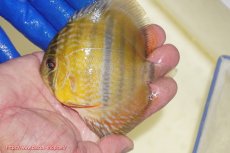 画像1: 【ワイルドディスカス】【通販】【10年ぶり?の入荷】カヌマ スーパーロイヤル ヤングスター【個体販売】9-11cm(生体)カヌマ産 (1)