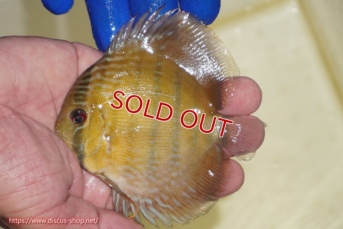画像2: 【ワイルドディスカス】【通販】【10年ぶり？の入荷】カヌマ スーパーロイヤル ヤングスター【個体販売】9-11cm（生体）カヌマ産 (2)