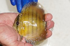 画像1: 【ワイルドディスカス】【通販】【激レア？】カヌマ ブルー ヤングスター【個体販売】9-11cm（生体）カヌマ産 (1)