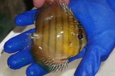 画像2: 【ワイルドディスカス】【通販】【激レア？】カヌマ ブルー ヤングスター【個体販売】9-11cm（生体）カヌマ産 (2)