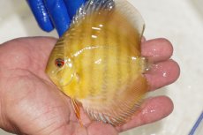 画像1: 【ワイルドディスカス】【通販】【10年ぶり？の入荷】カヌマ スーパーロイヤル ヤングスター【個体販売】9-11cm（生体）カヌマ産 (1)