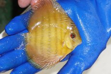 画像2: 【ワイルドディスカス】【通販】【10年ぶり？の入荷】カヌマ スーパーロイヤル ヤングスター【個体販売】9-11cm（生体）カヌマ産 (2)