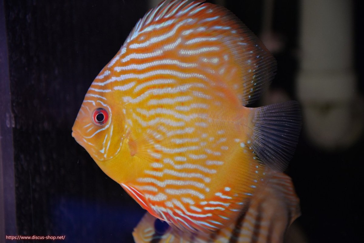 画像1: 【決算セール対象個体】【ワイルドディスカス】【通販】【奇跡の再入荷】カヌマ スーパーロイヤル ヤングスター【個体販売】11-12cm（生体）カヌマ産 (1)