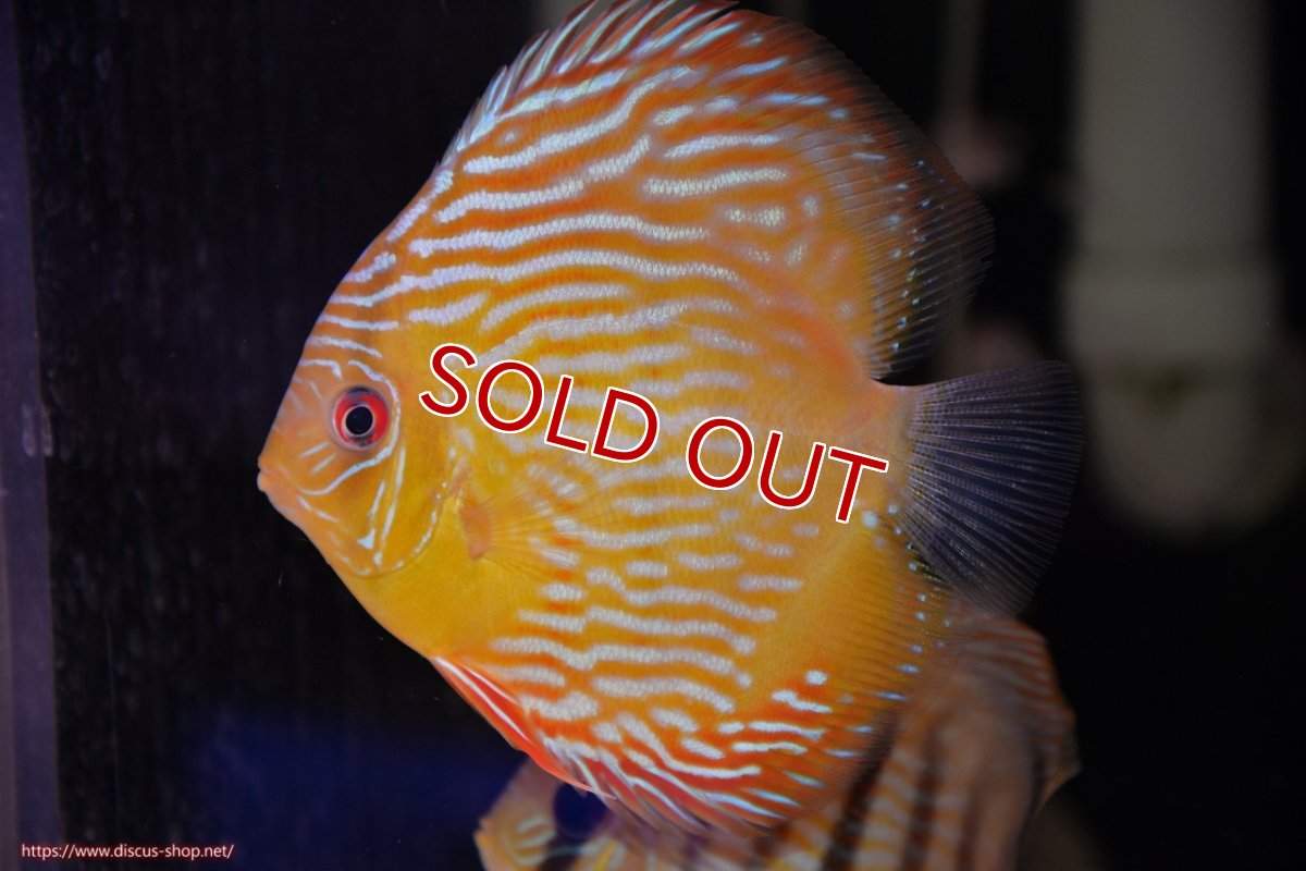 画像1: 【30周年記念セール対象個体】【ワイルドディスカス】【通販】【奇跡の再入荷】カヌマ スーパーロイヤル ヤングスター【個体販売】11-12cm（生体）カヌマ産 (1)