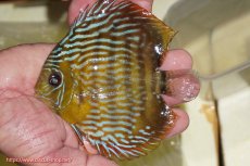 画像1: 【ワイルドディスカス】【通販】【奇跡の再入荷】カヌマ スーパーロイヤル ヤングスター【個体販売】11-12cm（生体）カヌマ産 (1)